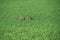 Rabbits running on a green fresh lawn