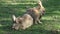 Rabbits sitting on grass