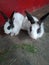 Rabbits are small mammals with fluffy in madhubani bihar india