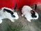 Rabbits are small mammals with fluffy in madhubani bihar india