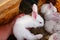 Rabbits of the White Giant breed. Rabbit in hand