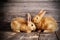 rabbits on wooden background