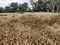 Rabi Crop Wheat