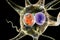 Rabies viruses in neuron