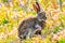 Rabit in ping spring flowers. Cute rabbit with flower dandelion sitting in grass. Animal in nature habitat, life in meadow. Europe