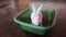 Rabit is staring on you in a bucket on floor