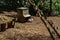 Rabits in a cage in a zoo enclosure