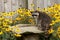 Raccon drins from daisy surrounded birdbath