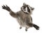 Raccoon, 2 years old, reaching up