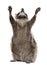 Raccoon, 2 years old, reaching up