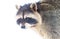 Raccoon, or American raccoon.