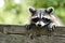 Raccoon - Americas