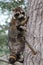 Raccoon animal animal stock photos.  Raccoon animal animal close-up profile  in a tree profile view