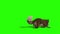 Raccoon Animal Attack Die Side Green Screen 3D Rendering Animation