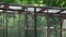 Raccoon animal climbing on zoo cage