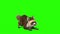Raccoon Animal Green Screen 3D Rendering Animation