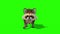 Raccoon Animal Walkcycle Loop Front Green Screen 3D Rendering Animation