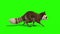 Raccoon Animal Walkcycle Loop Side Green Screen 3D Rendering Animation
