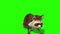 Raccoon Animal Walks Front Green Screen 3D Rendering Animation