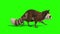 Raccoon Animal Walks Side Green Screen 3D Rendering Animation