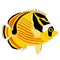 Raccoon Butterfly fish