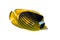 Raccoon butterflyfish Chaetodon lunula, crescent-masked, moon butterflyfish isolated on white background. Tropical fish