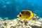 Raccoon Butterflyfish Chaetodon lunula, crescent-masked, moon butterflyfish over a coral reef, clear blue water.