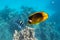 Raccoon Butterflyfish And Scissortail Sergeant Fish. Colorful Beauty Stripped Saltwater Fish In The Sea Near Coral Reef, Red Sea,
