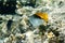 Raccoon Butterflyfishes