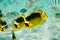 Raccoon Butterflyfishes