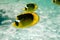 Raccoon Butterflyfishes