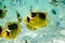 Raccoon Butterflyfishes