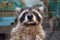 The raccoon in the cage looks sad and plaintively asks for food. Animal in the zoo behind the bars of the fence. Sad raccoon for