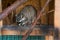 Raccoon cage wild animal stripes procyon mammal