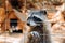 A raccoon in a cage at the zoo in summer looks through the bars.Raccoon in the natural Park of Askos.Greece