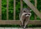 Raccoon Climbing through Railing on Back Deck