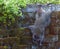 Raccoon climbing on retaining wall in backyard