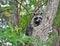 Raccoon climbing tree