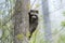 Raccoon climbing a tree, Okefenokee Swamp in fog