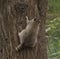 Raccoon climbing up a big tree