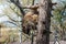 Raccoon climbs down from the tree