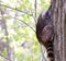 A raccoon climbs a tree in a forest during broad daylight in Ontario Canada