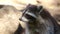 Raccoon Close Up