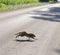 Raccoon Crossing The Road