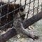 Raccoon cubs. Funny little raccoons in a cage, animals play and ask for food