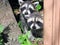 Raccoon cubs peeking out behind a tree