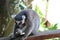 Raccoon in Currumbin Wildlife Sanctuary in Gold Coast