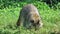 Raccoon Digging Through Grass For Food