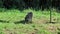 Raccoon Digging Through Grass For Food