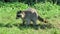 Raccoon Digging Through Grass For Food